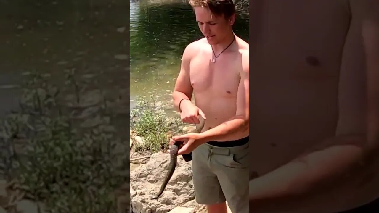 Northern Water Snake in the Little Miami River