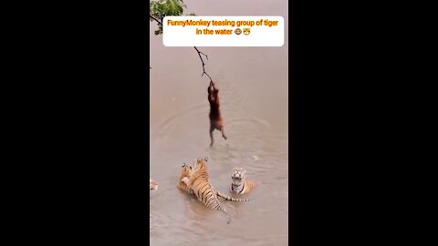 Monkey teasing group of tiger swimming in the water video