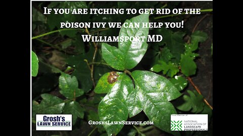 Poison Ivy Removal Williamsport MD Video Landscaping Contractor