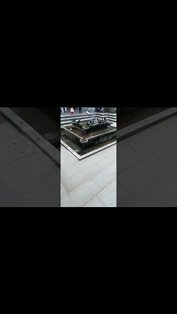 Crows bathing #birds #crows