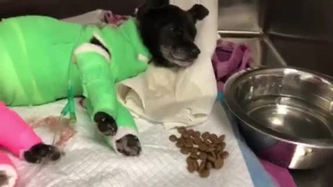 PACC provides update on condition of dog who was set on fire