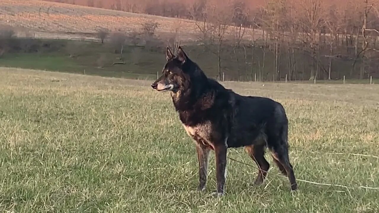 Wolf watches me fly my Paramotor