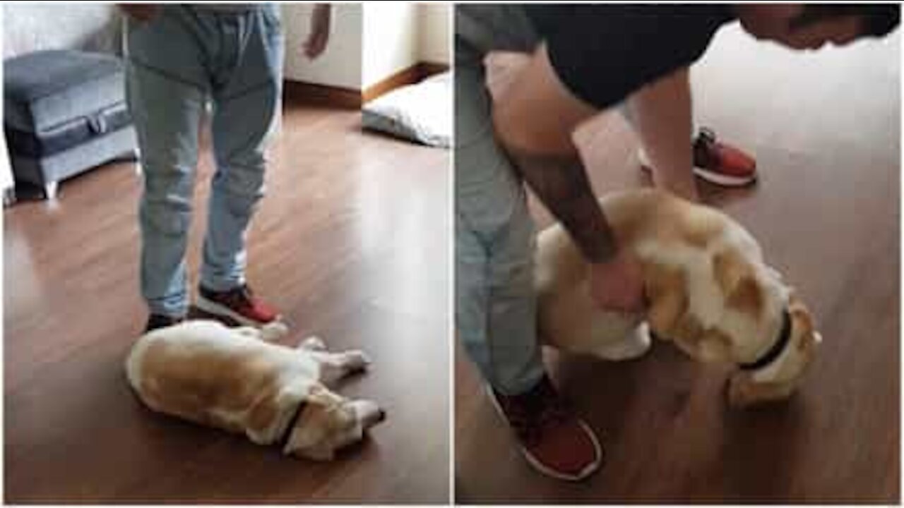 Cane si finge morto per non far uscire i padroni