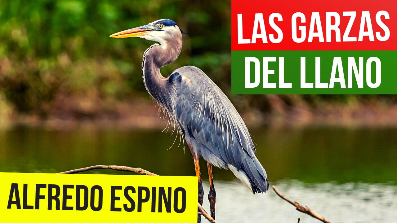 LAS GARZAS DEL LLANO ALFREDO ESPINO🦩🍂 | Jícaras Tristes Pájaros de Leyenda🌫️ | Alfredo Espino