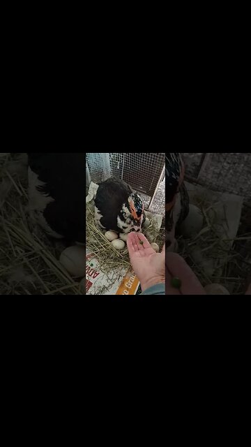 Muscovy Duck sitting on eggs is having some peas