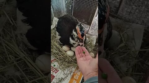 Muscovy Duck sitting on eggs is having some peas
