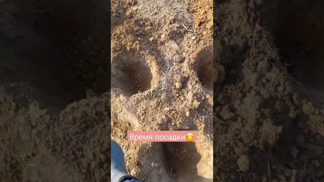 Грядки для посадки томатов | #short #shorts #shortsvideo #shortvideo #subscribe #farming #food #like