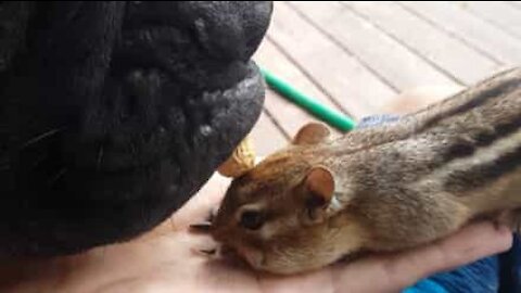 Cão dá amendoim a pequeno esquilo no Canadá