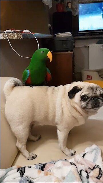 Thrill-seeking parrot goes for ride on back of pug