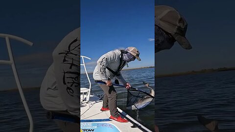GIGANTIC BULL REDFISH on a FLY ROD!! #shorts