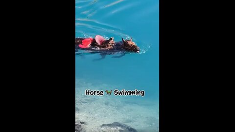 Horse Swimming