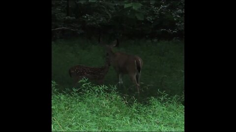 turkey and deer in the rain