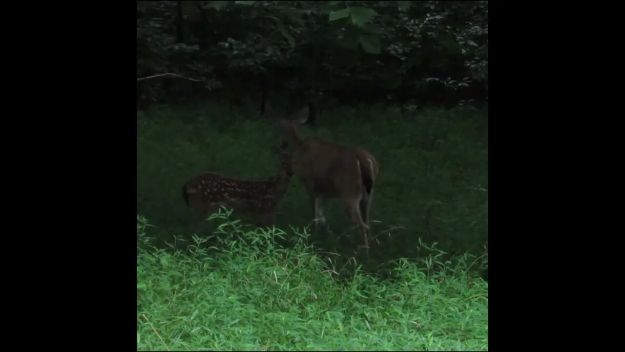 turkey and deer in the rain