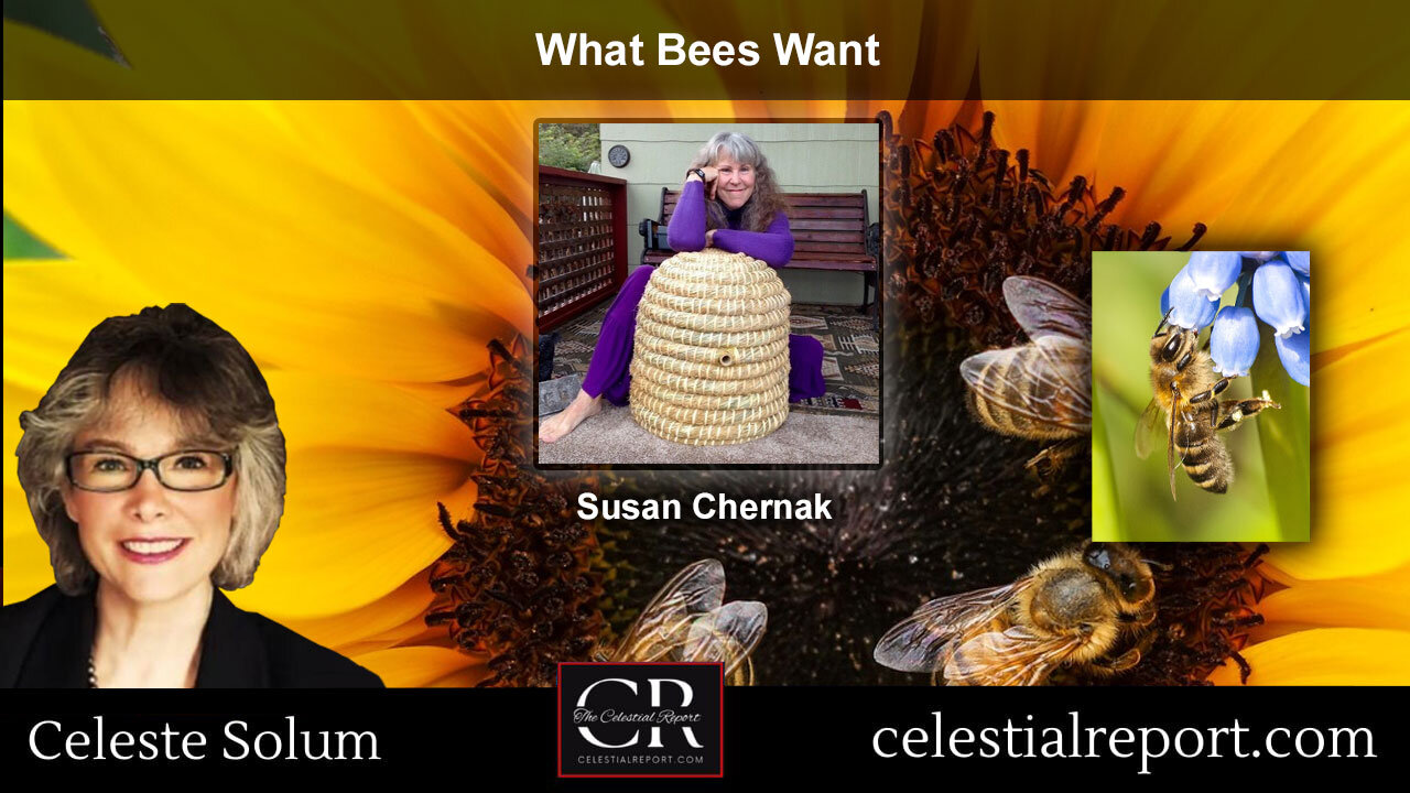 Susan Chernak - What Bees Want!