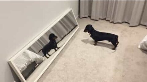 Eläinten ja peilien välinen viha-rakkaussuhde