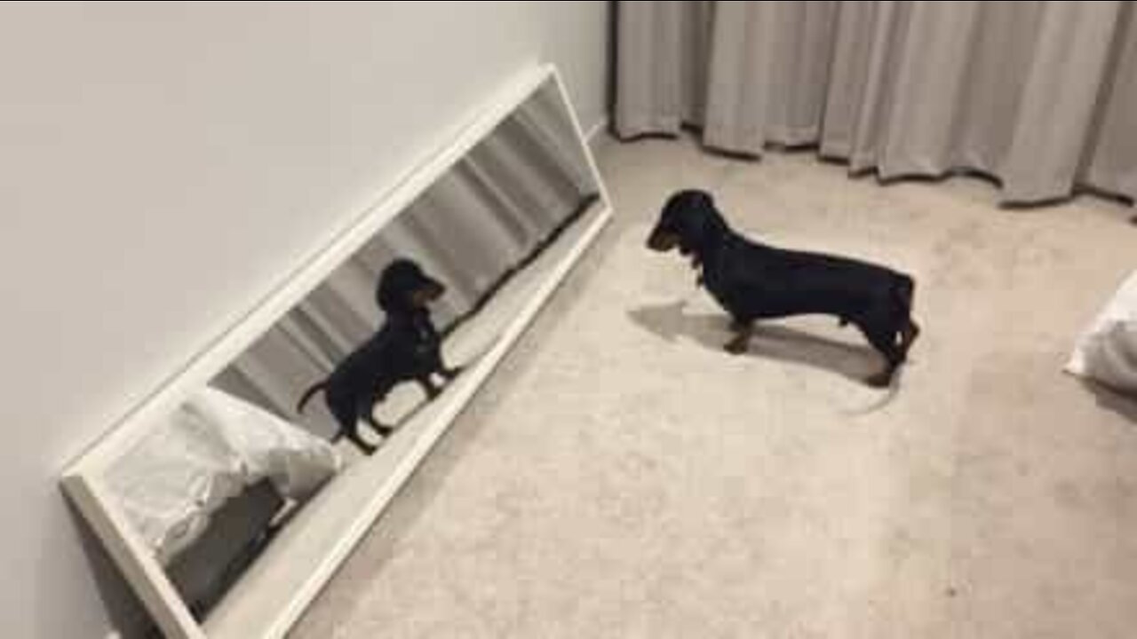 Eläinten ja peilien välinen viha-rakkaussuhde