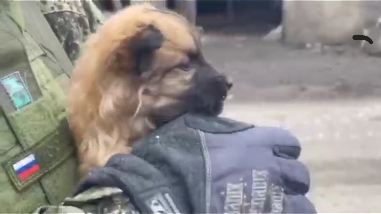 Russian HEROS dont forgot about four-legged friends:
