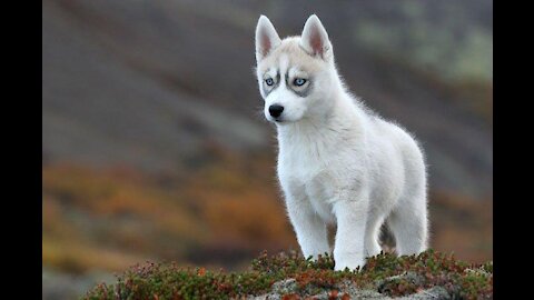 Perrito Hermoso😍❤️