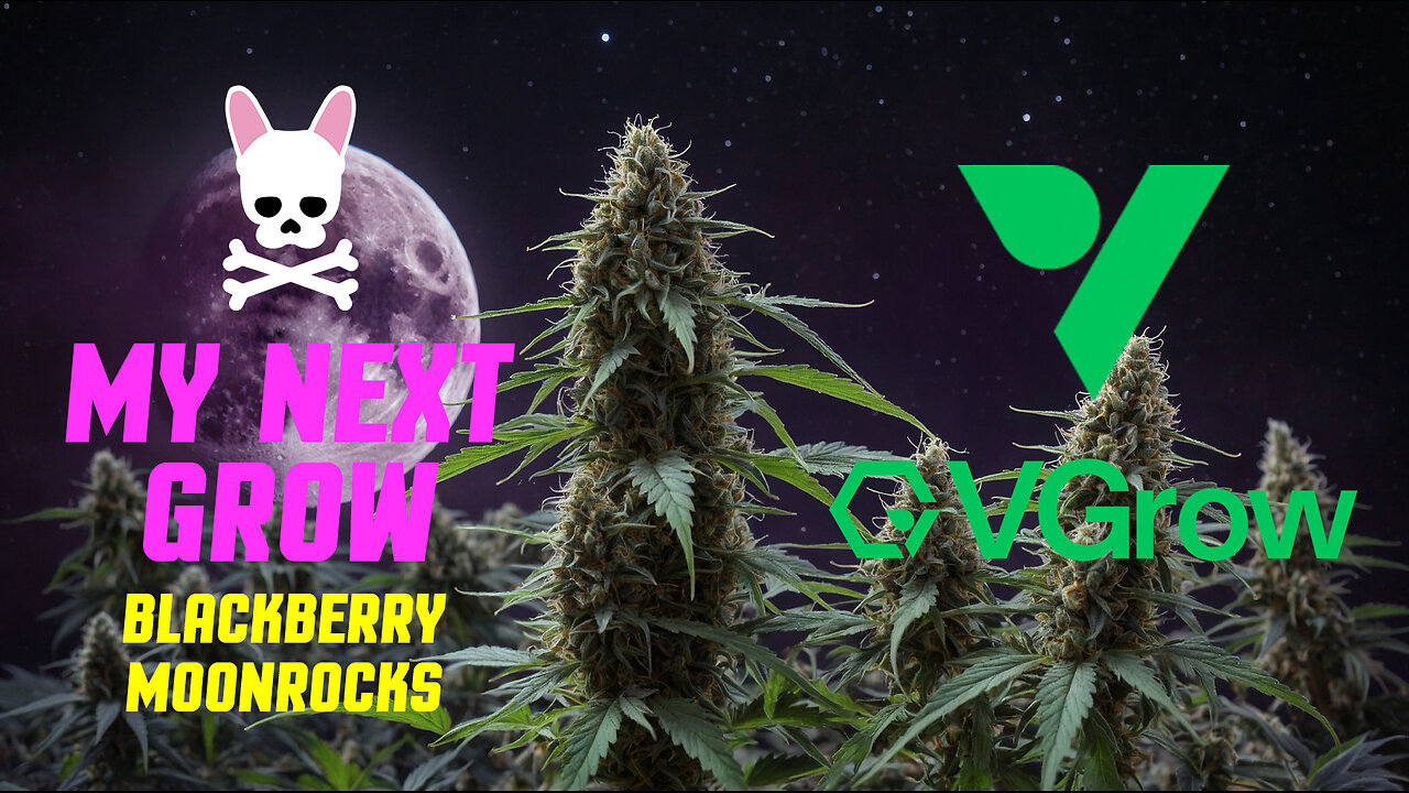 Let's Get Growing - Blackberry Moonrocks - Vivosun - VGrow Smart Grow Box