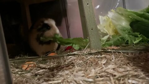 Guinea pig Svea