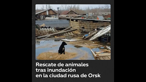 Rescatan animales en la ciudad rusa de Orsk, afectada por inundaciones