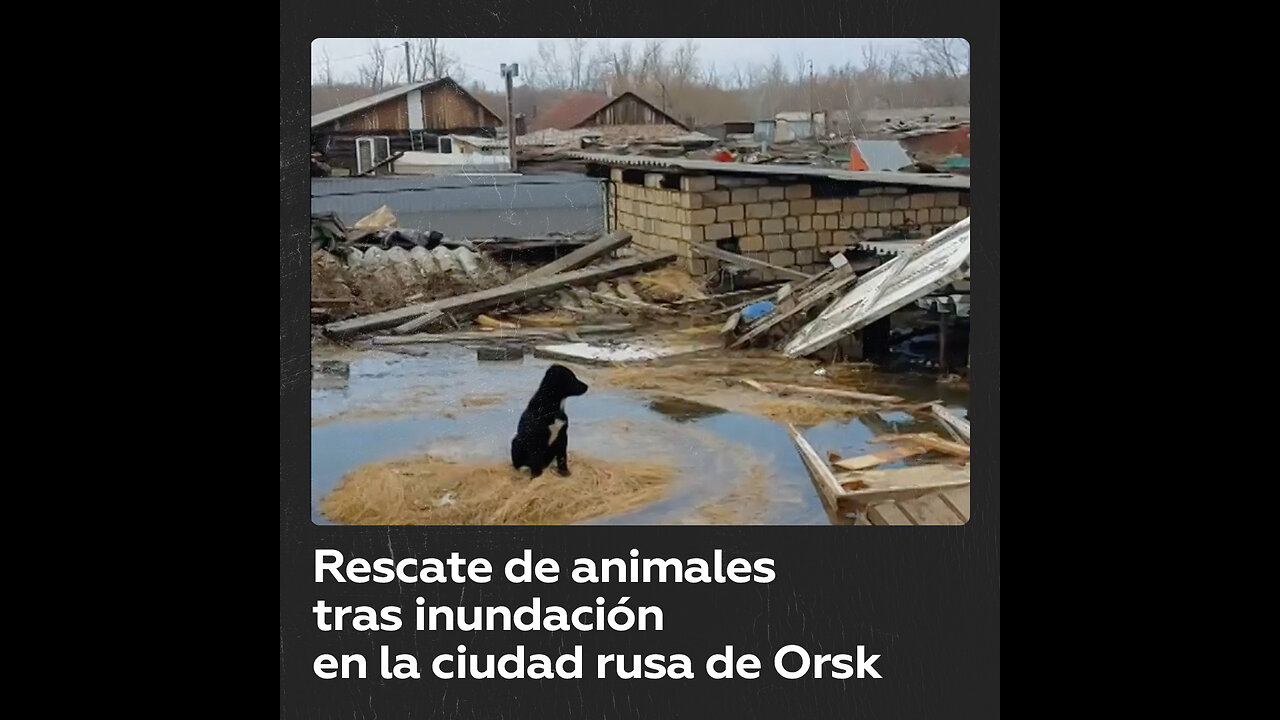 Rescatan animales en la ciudad rusa de Orsk, afectada por inundaciones