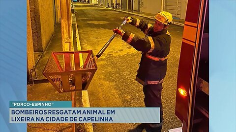 Porco-Espinho: Bombeiros Resgatam Animal em Lixeira na Cidade de Capelinha.