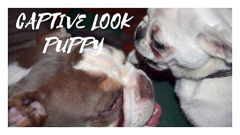 CAPTIVE LOOK PUPPY