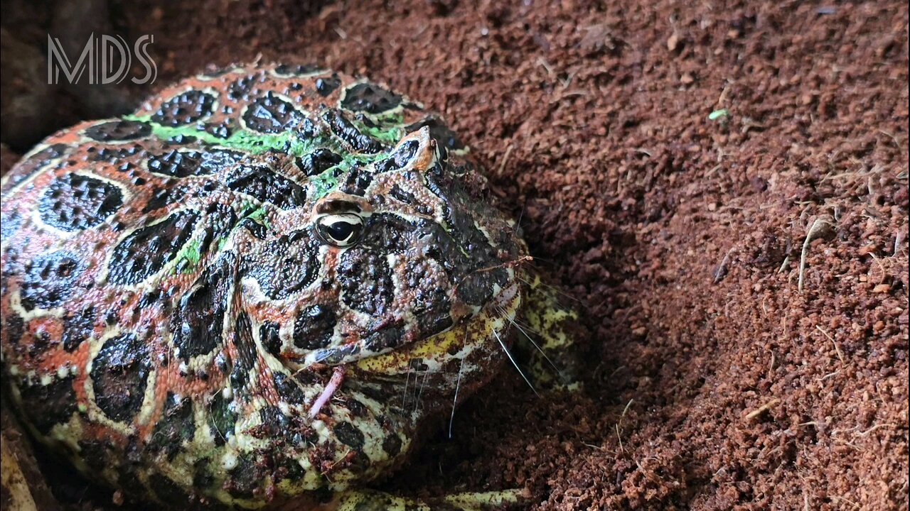 Giant Frog Aggressively Hunts Mouse