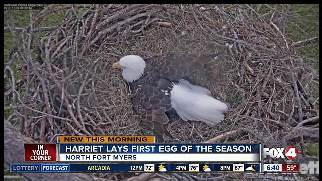 Harriet lays first egg of the season in North Fort Myers