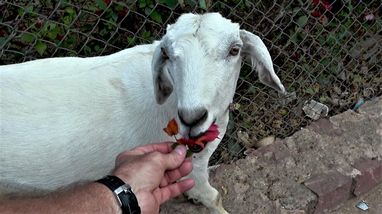 Hungry goat gets a little help from a passing tourist