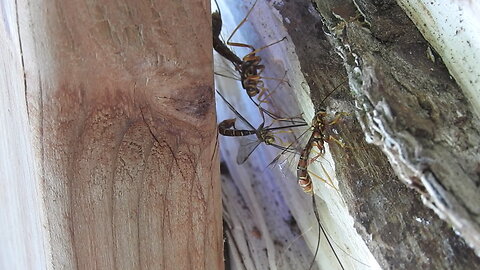 More bugs of Southeastern Ontario, Canada