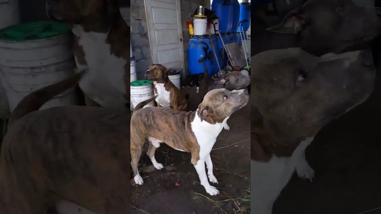 Pack Bath Time