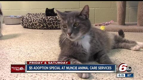 $5 adoption special at Muncie Animal Care services