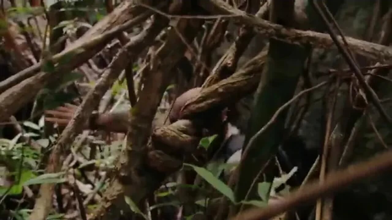 Survival Experts Take On The Jungles Of Laos With Just Three Items Dual Survival FULL Episode %%%%%