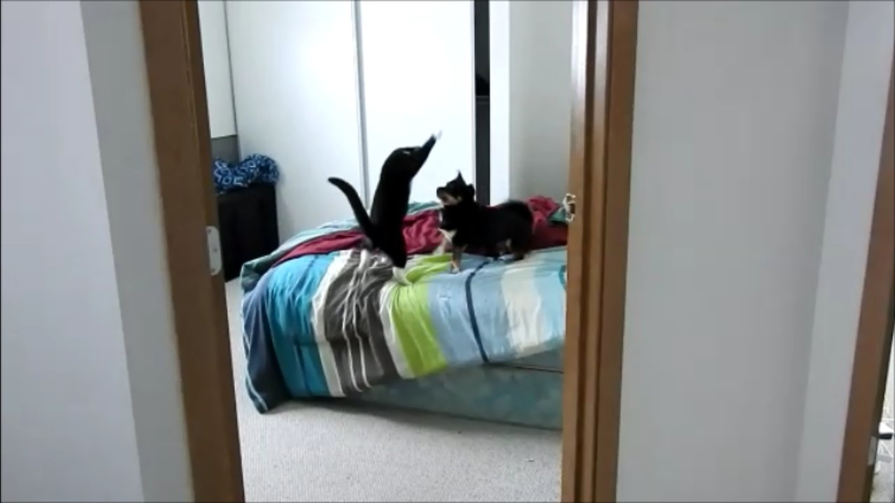 Hilarious Playtime Between Buddies