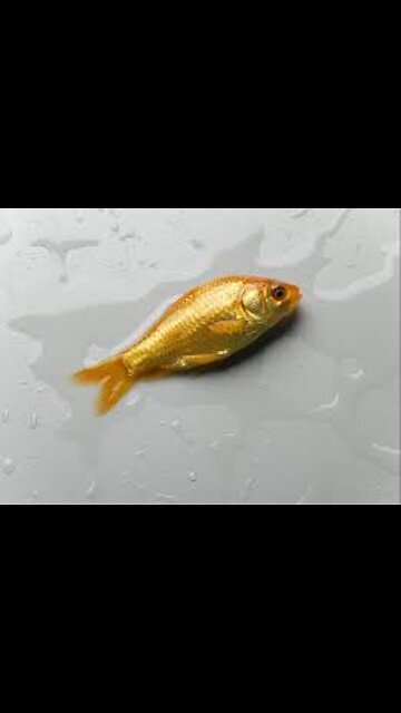 Have you Ever Seen a Fish Saved from "DEATH" Shorts!