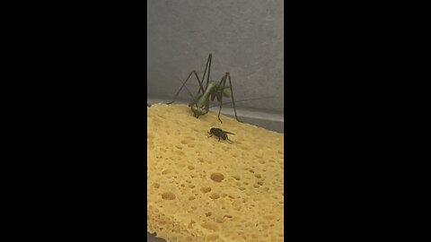 Hunting the fly