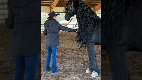Video By Tys the friesian #Shorts