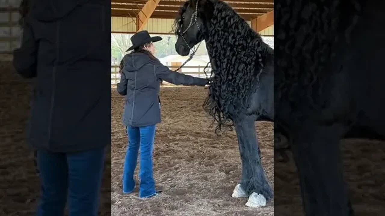 Video By Tys the friesian #Shorts