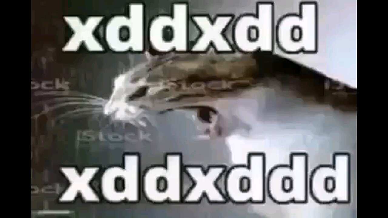 laughing cat