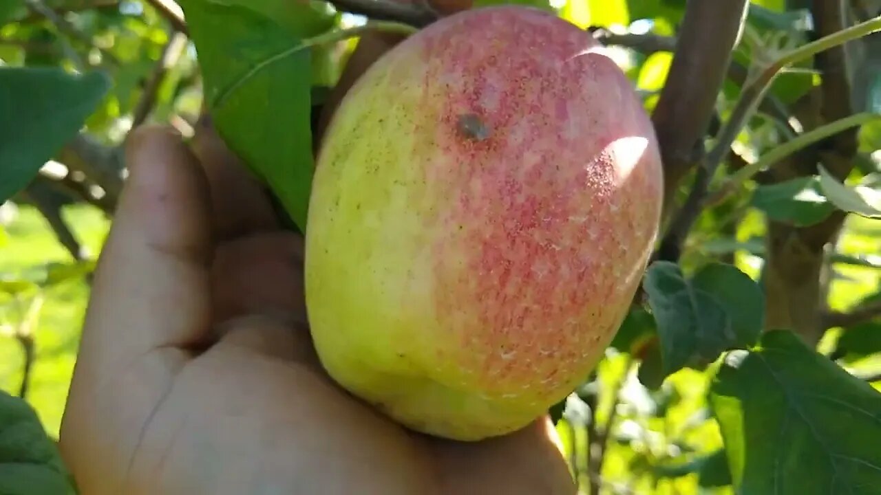 Maçã e pêra produzindo em clima quente e goiaba de kilo produzindo em Maricá RJ