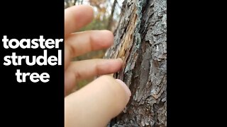 ASMR | The Toaster Strudel Tree Scratches