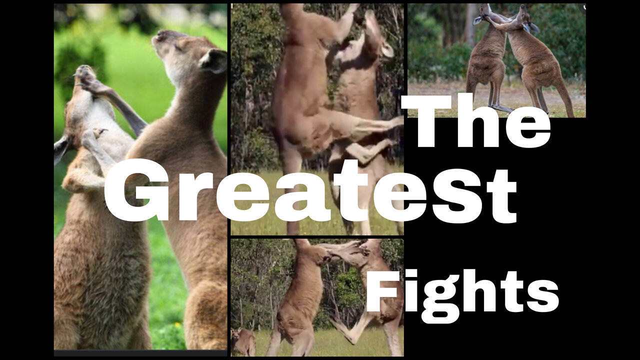 The Greatest Fights In The Animal Kingdom