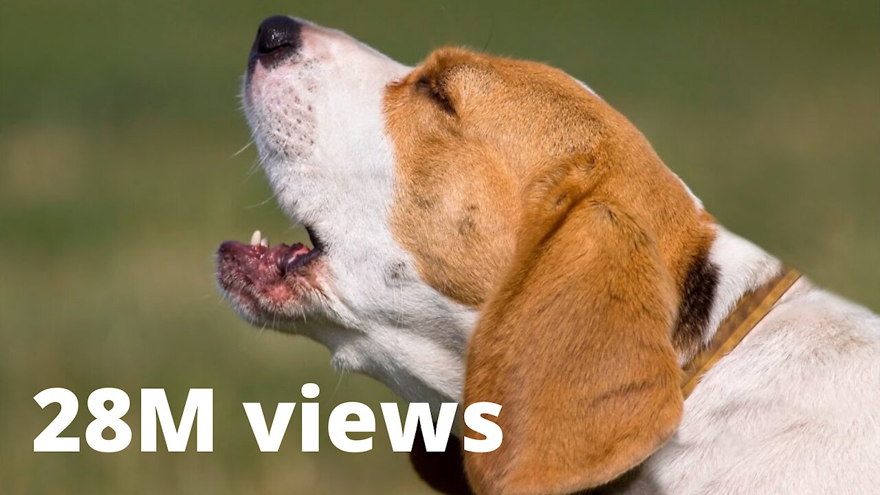 TOP 10 dog barking videos compilation