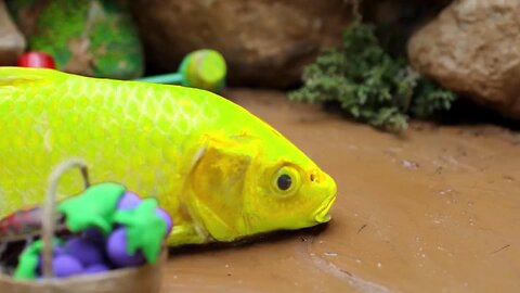 Colorful_koi_fish,_swamp_survival,_fun_animation다채로운_잉어_물고기,_늪지_생존,_재미있는_애니메이션_Stop_motion_funny(