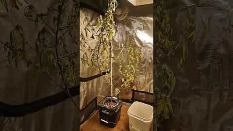 tent 1 update