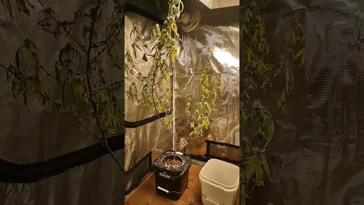 tent 1 update