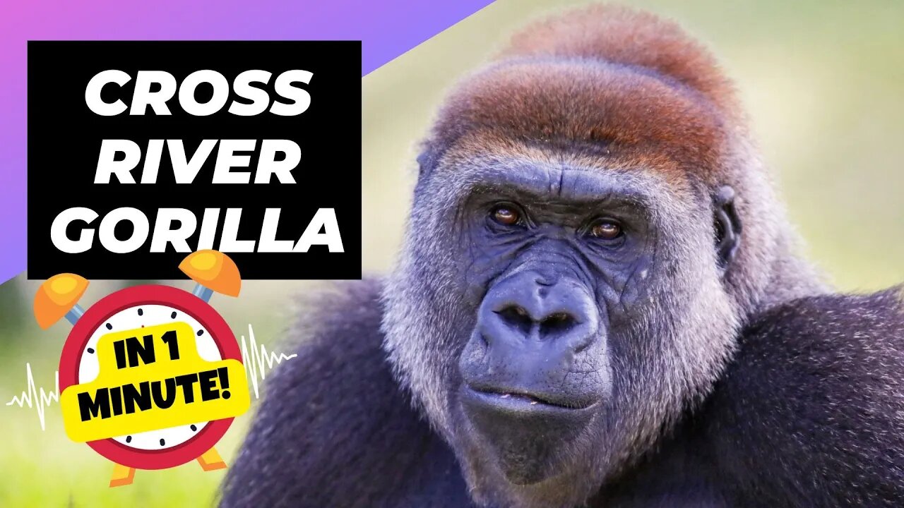 Cross River Gorilla - In 1 Minute! 🦍 One Of The Most Endangered Animals In The Wild | 1MinuteAnimals