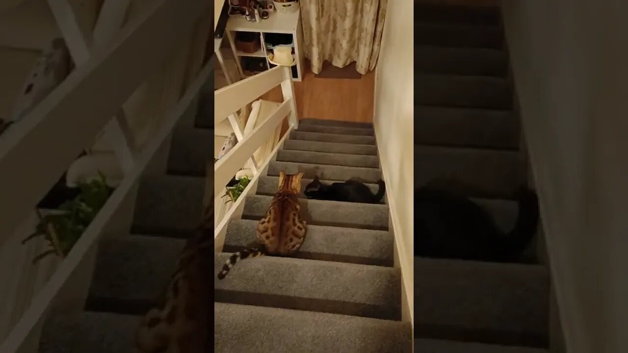 Take it outside please #bengalcat #catsplaying #funnycat